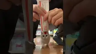 CAT TRAINING | HOW TO TRAIN YOUR CAT | CAT VIDEOS | HONEST CAT | MEOWMEOW | #shorts