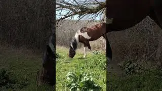 трава у дома
