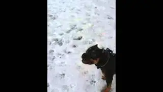 American Bully standard