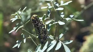 RICONOSCERE GLI INSETTI PUNGENTI/SUCCHIANTI E  MASTICATORI CHE ATTACCANO LE PIANTE