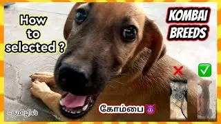 🐕 How to select kombai puppy | kombai breeds | tamil | pets folder tamil