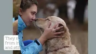 Review Dasuquin & MSM dog supplements - Dasuquin best health supplement arthritis joint pain relief