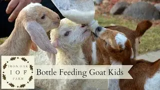 Bottle Feeding Goat Kids