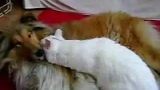 Dog and kitten cuddling