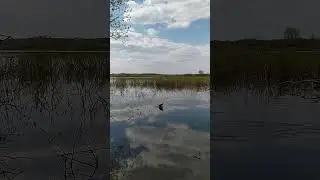 Карась на поплавочку!