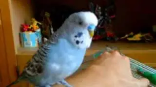 R2D2 budgie