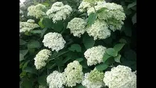 Июль - макушка лета в Подмосковье