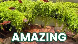 MUST WATCH If Planting TISSUE CULTURES