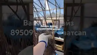#гортензияметельчатая