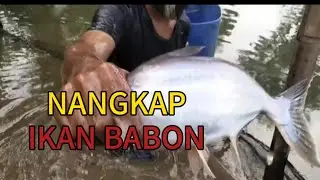 MANUSIA MUNGSANG, DGN CEPAT MENANGKAP IKAN
