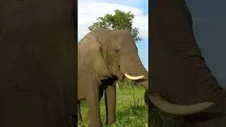 BOTSWANA ELEPHANTS
