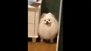 ♥Cute Puppies Doing Funny Things 2020