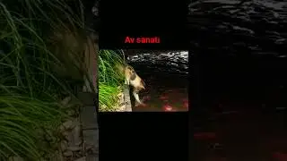kedilerin av sanatı..