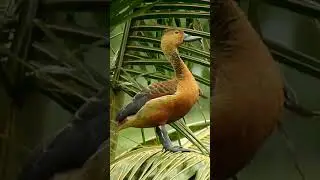 Lesser whistling duck (Dendrocygna Javanica)