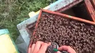 Мечение маток