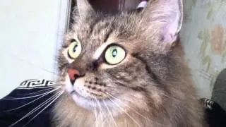 обычный кот ничего не делает