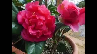 I miei fiori