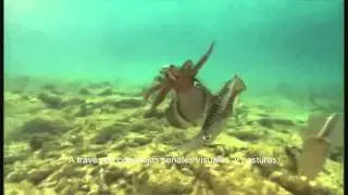 Cephalopods [Spanish subs]