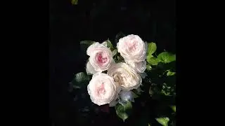 С праздником 8 Марта!!!Happy March 8!!! 