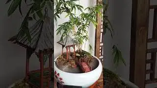 a small indoor fish tank