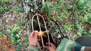 Lam hlwb create amazing trap to catch squirrel it Worked 100% effect  as buying trap