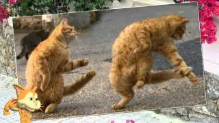 1 Марта   День кошек!