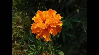 للشرفاء من الشرطه وهم الاغلبيه العظمى كما اي مجال للعمل الشرفاء هم الاغلبيه