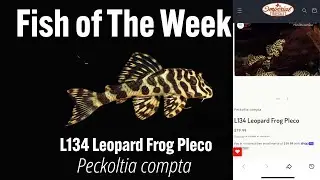 L134 Leopard Frog Pleco #imperialtropicals #L134Leopardfrog #fishtank