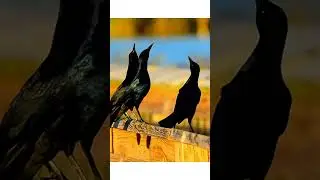 Bird sounds