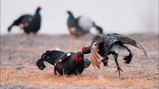 Hunting for grouse on a Lek. Hunting for grouse in the spring
