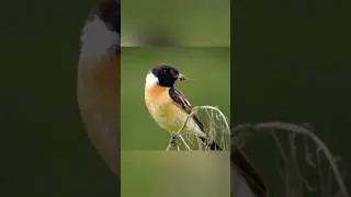 Луговой чекан 🐦 #animals #wildlife #nature #природа #birds