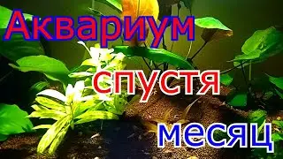 Аквариум спустя месяц