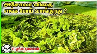 அசோலா விதையா ! எங்க போய் வாங்குறது  | How do buy azolla seeds ? |  Low cost food of azolla 1kg paise