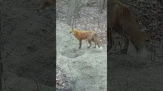 A Male Fox That I Call Mbweha
