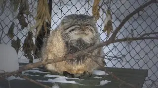 Manul Zelenogorsk warms his paws.