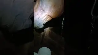 Пама неженка 😁
