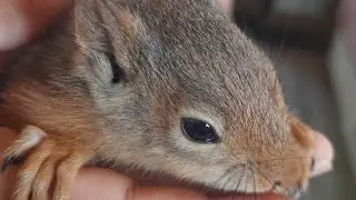 TATLI SİNCAP KEDİDEN COK KORKTU