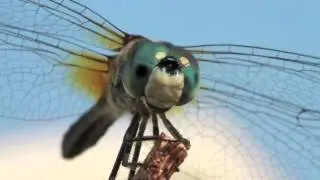 The Amazing Mosquito Hawk | Creation vs. Evolution