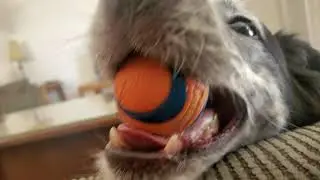 Dog Chewing Ball In 4K60