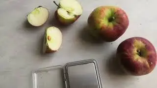 Яблоко сорта Свежесть.