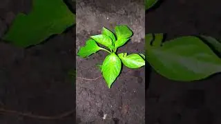 Ночкой тёмною🤫😂💃👍😄