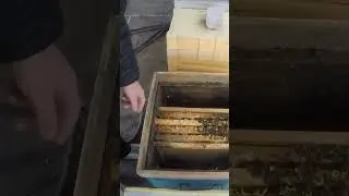 Как определить что нет матки в зиму 