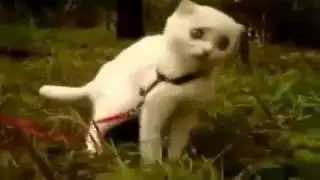 Кот на траве   Смешное видео