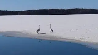 Laulujoutsenet