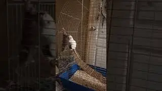 Биба и Боба