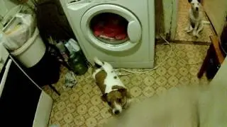 гоним самогончик