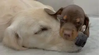 My Golden Retriever Met the Cutest Rescue Puppy and Helped Him Find a Forever Home