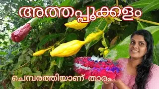 ചെമ്പരത്തിയെ തള്ളിക്കളയണ്ട... അത്തപ്പൂക്കളം കളർഫുൾ