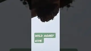 Wild honey hive