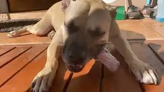 Pit bull eating a lamb shank. Time lapse.